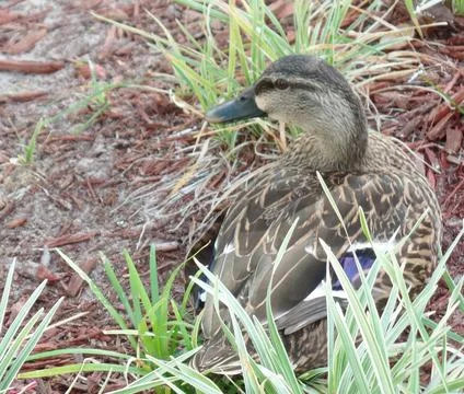 A Duck in the Grass Stock Photos