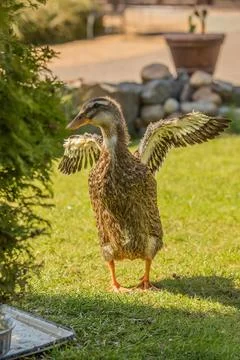 Duck on the grass Stock Photos