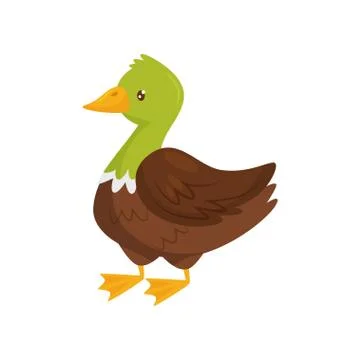 Poultry Farming Illustrations ~ Poultry Farming Vectors