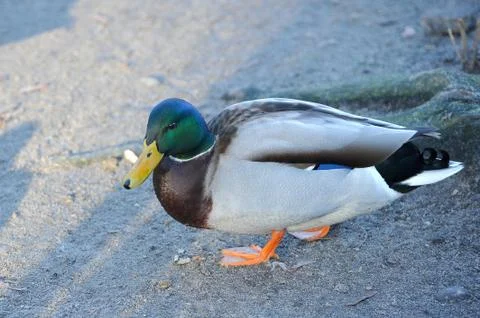Duck with a green head Stock Photos