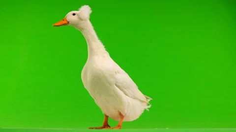 Duck  on a green screen Stock Footage 95939629