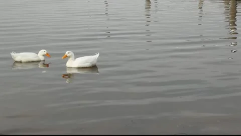 Duck greetings Stock Footage 11123199