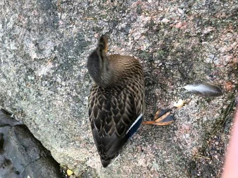 Duck on a grey stone Stock Photos