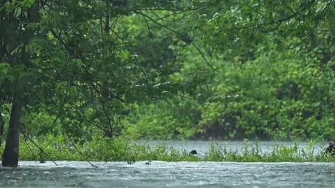 Duck Grooming in Flooded River During Heavy Rain Stock Footage 340236884