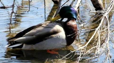 Duck Grooming Stock Footage 660125