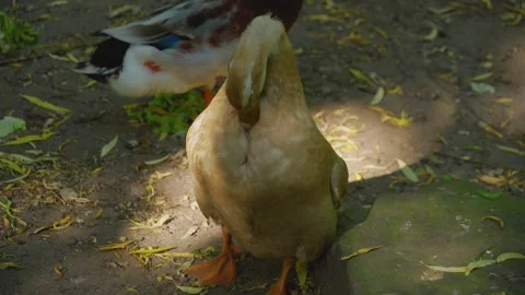 Duck grooming Stock Footage 242763244