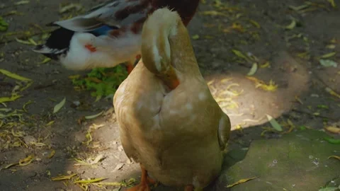  duck grooming Stock Footage 242865810