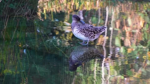  duck grooming  Stock Footage 294933316