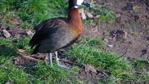  duck grooming  Video stock 294935077