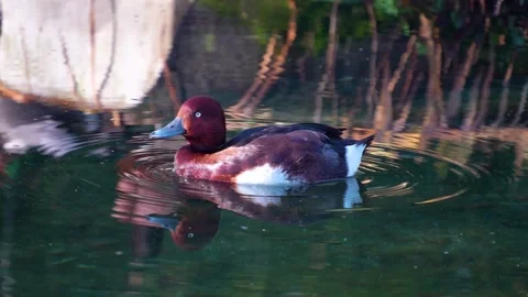  duck grooming  Stock Footage 294935765