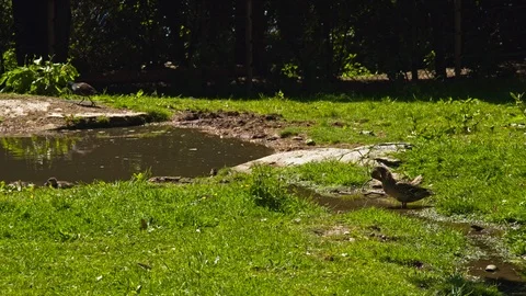 Duck grooming itself by pond Stock Footage 114414197