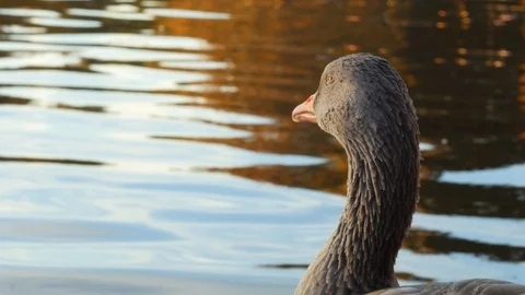 Duck grooming on pond at sunset Stock Footage 96465662