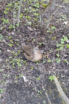 Duck on the Ground in a Park Photos