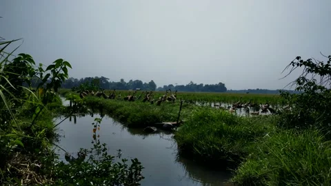 Duck group Stock Footage 215329196
