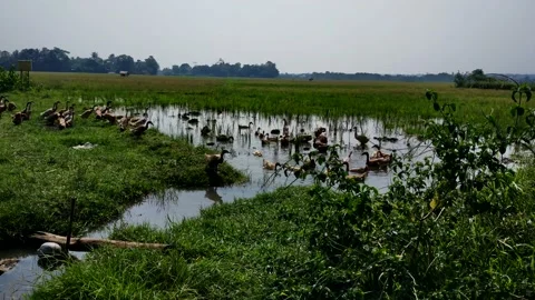 Duck group Stock Footage 215329205