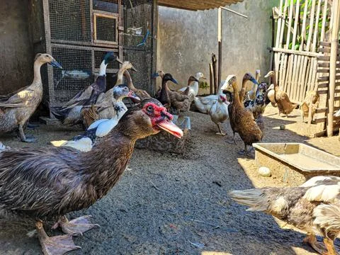 Duck group Stock Photos