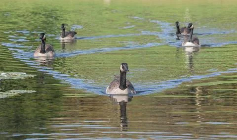 Duck-guide in the lake Stock Photos