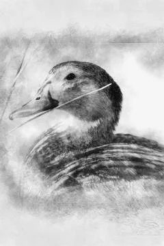 Duck hand drawing effect with pencils Stock Illustration
