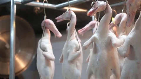 Duck hanging cooking Stock Footage 77674122