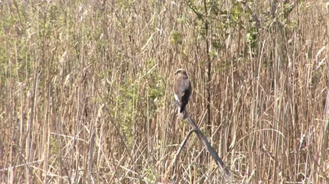 Duck hawk Stock Footage 27425845