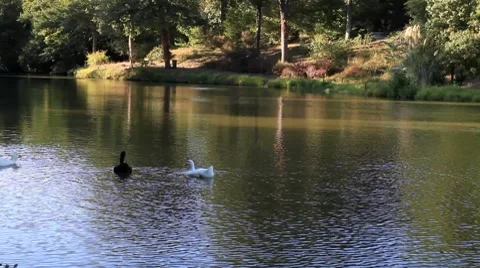 Duck HD 1080p Stock Footage 8662563