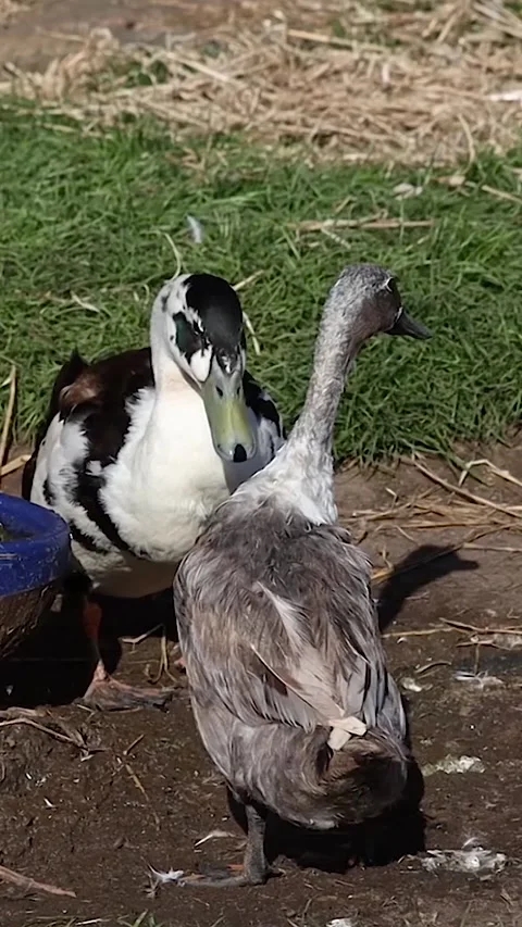 Duck Head Bobbing at Another Duck, Ireland - Short Version Stock Footage 338390953