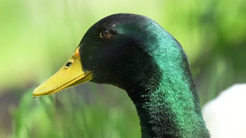 Duck head closeup 스톡 동영상 198006253