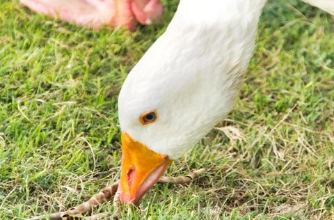 Duck head in closeup 库存照片