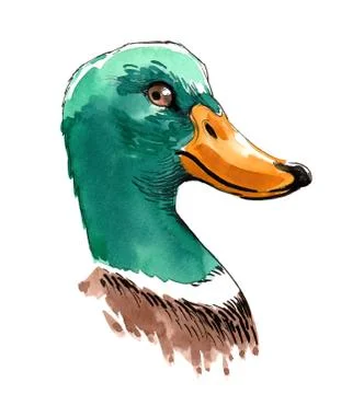 Duck head Illustrazione stock