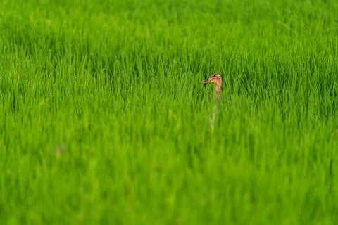 Duck head in the middle of the rice field Stock Photos
