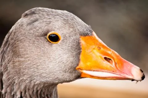 Duck head Stock Photos