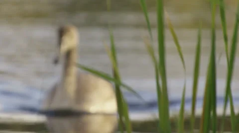 Duck heading towards the cam Stock Footage 34269000