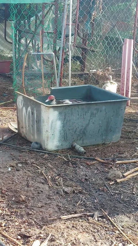 Duck healing time 動画素材 233587122