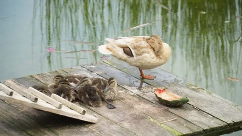 Duck with her babies while they sleep Stock Footage 314016315