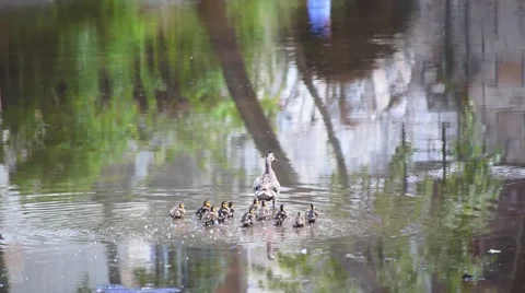 Duck with her Ducklings Stock Footage 51802897