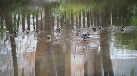 Duck with her Ducklings II. Stock-Footage 51802899
