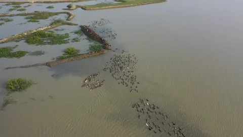Duck herding Stock Footage 252158615