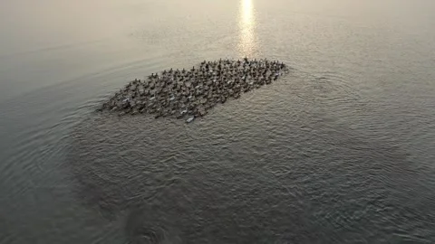 Duck herding Video stock 252158743