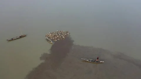 Duck herding Stock Footage 252158745