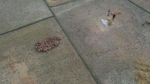 Duck herding Stock Footage 252159086