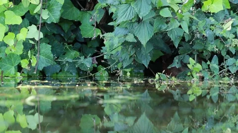 Duck hid Stock Footage 141732095