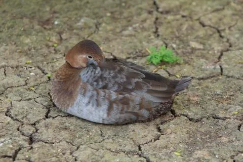 Duck hides Photos