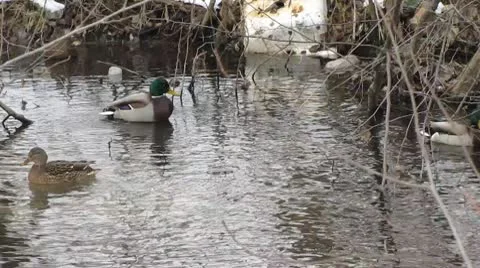 Duck history Video stock 8997243