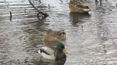Duck history Video stock 8997249