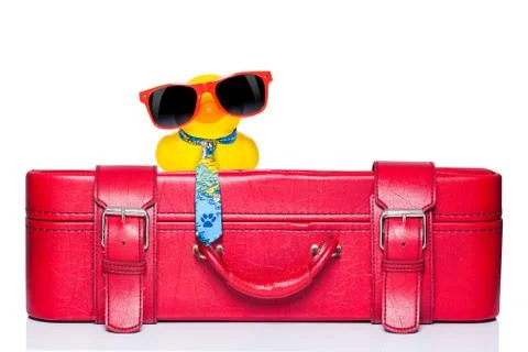 Duck on holidays 스톡 사진