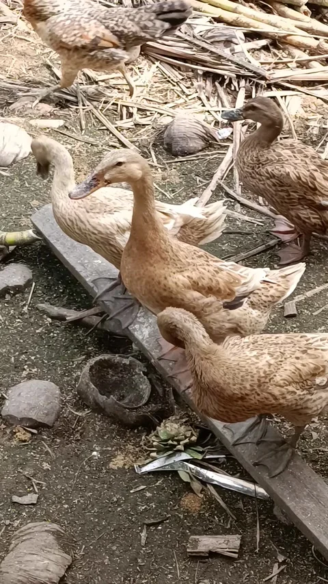 Duck horde Stock Footage 233606690