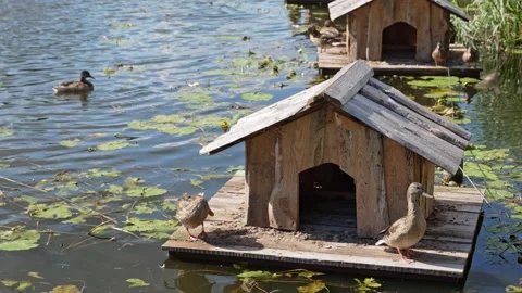 Duck House Floating on a Sunlit Pond at Dawn Stock Footage 344240772