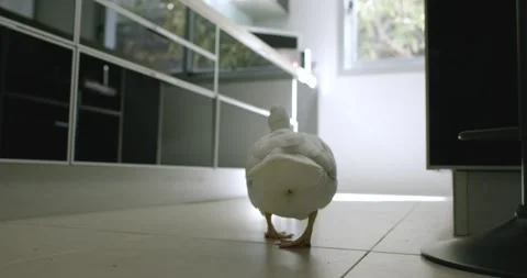 Duck in house Stock Footage 244906254