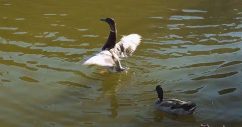 Duck hovering feathers and wagging tale in lake water Stock Footage 148243227