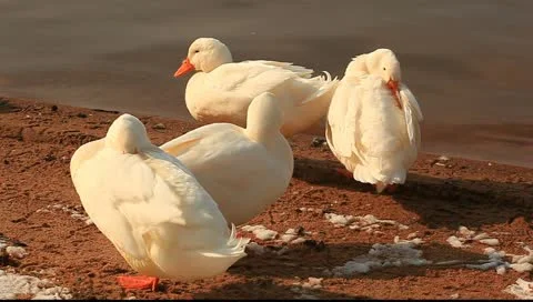 Duck huddle Stock Footage 11123185